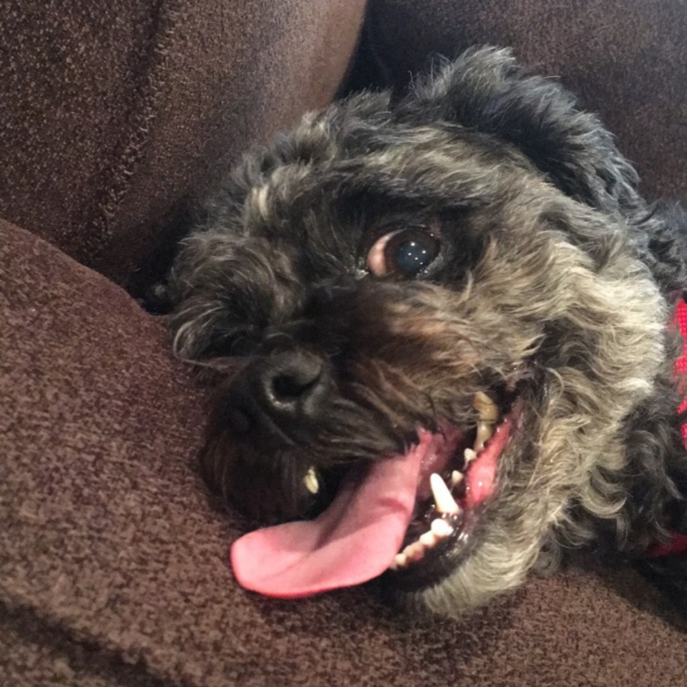 Meet your Posher, Lily